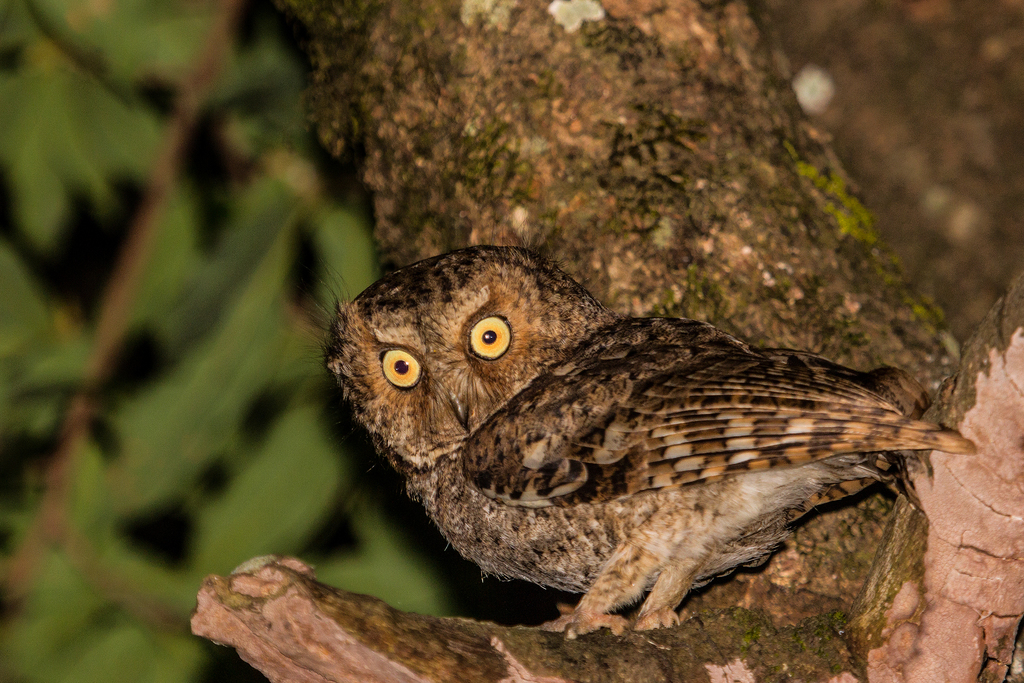 Otus spilocephalus