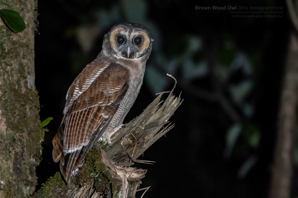 Strix leptogrammica