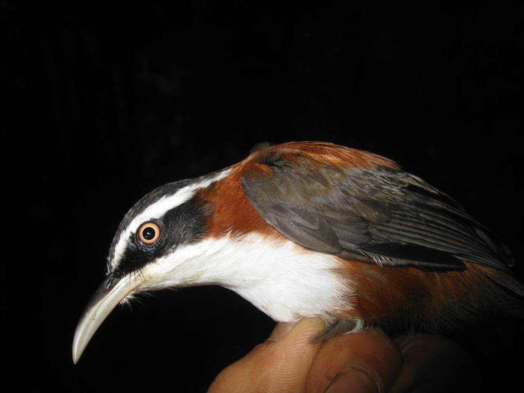 Pomatorhinus montanus