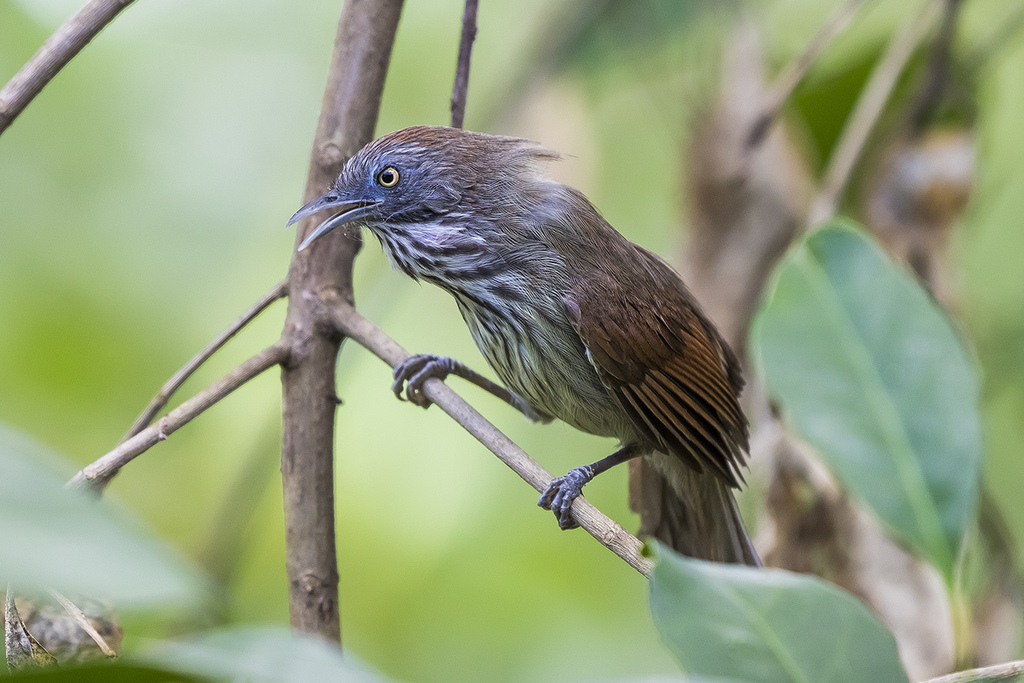Mixornis bornensis