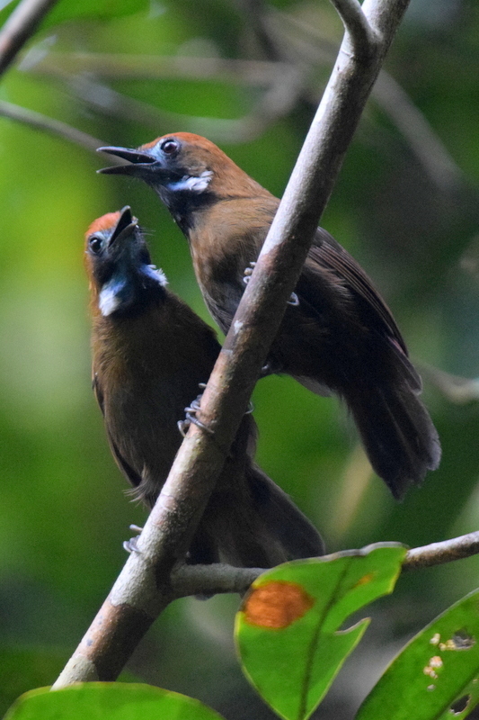 Macronus ptilosus