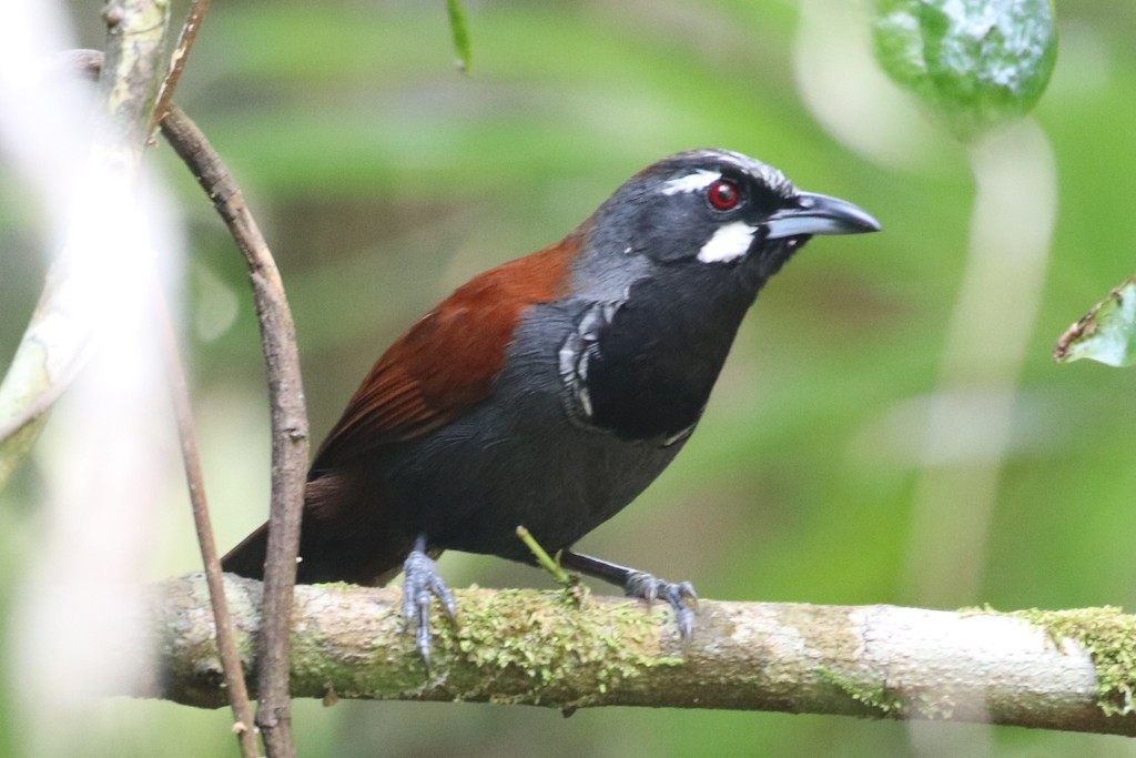 Stachyris nigricollis