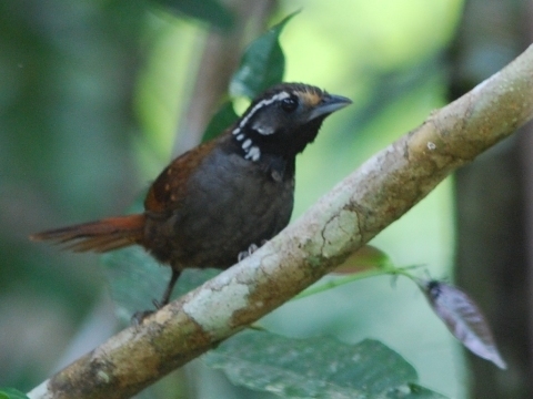 Stachyris leucotis