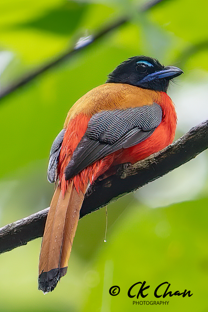 Harpactes duvaucelii