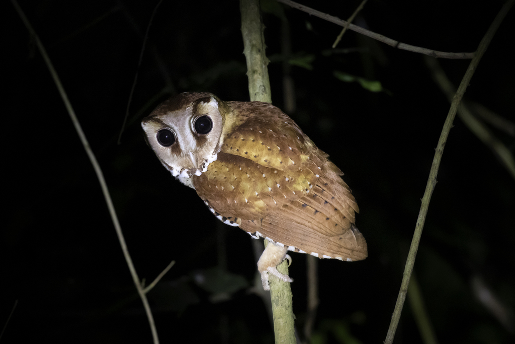 Phodilus badius