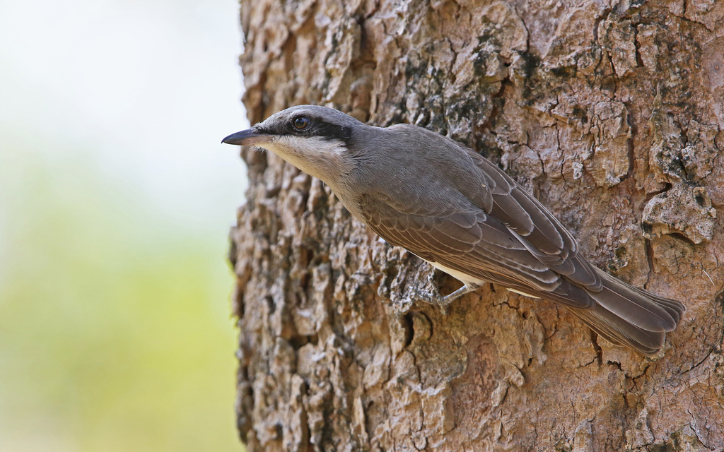 Tephrodornis virgatus