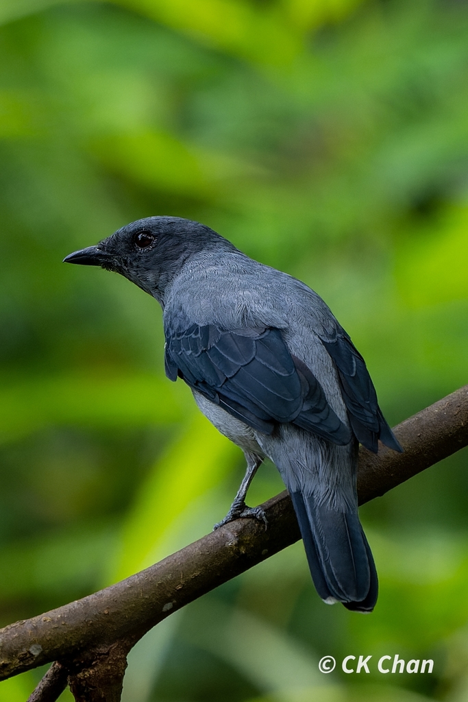 Lalage fimbriata