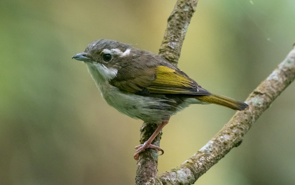Pteruthius flaviscapis