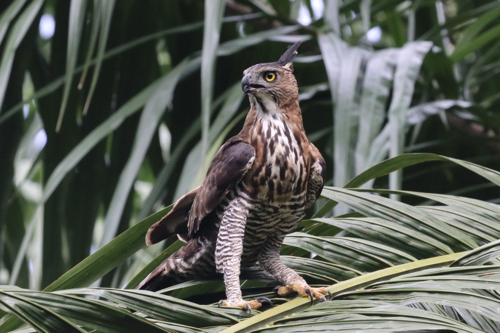 Nisaetus nanus
