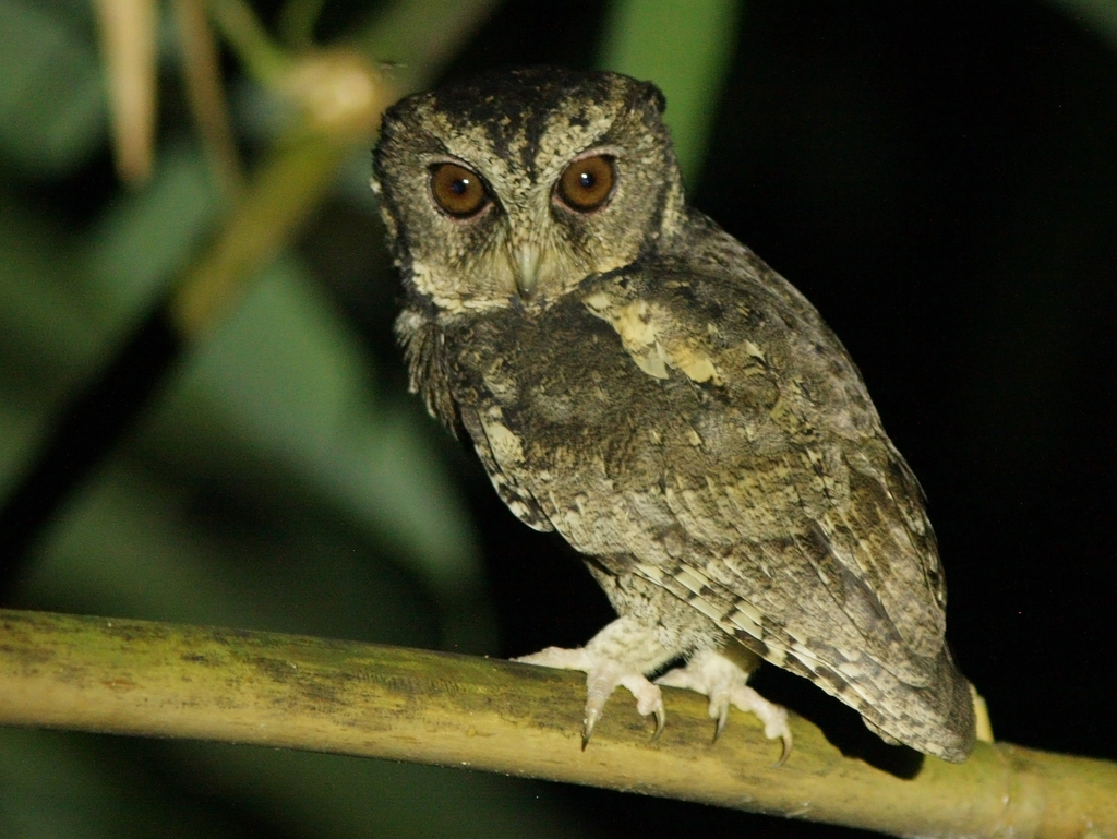 Otus lempiji