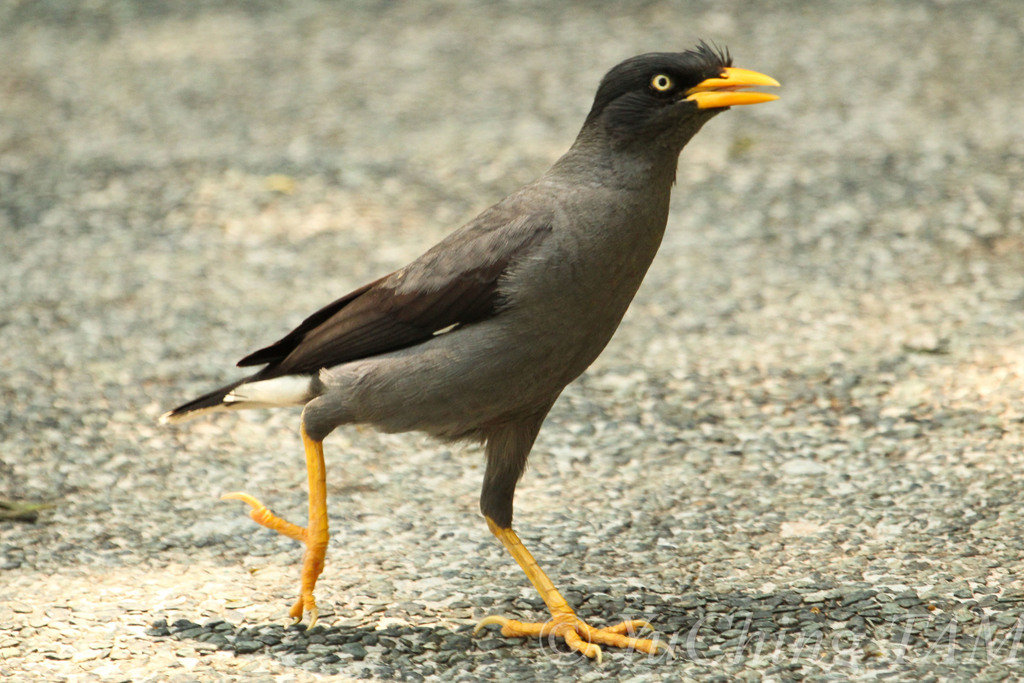 Acridotheres javanicus