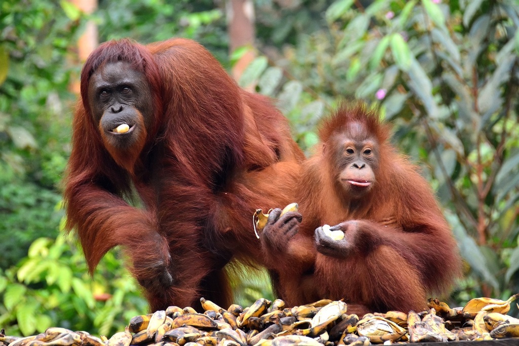 Pongo pygmaeus