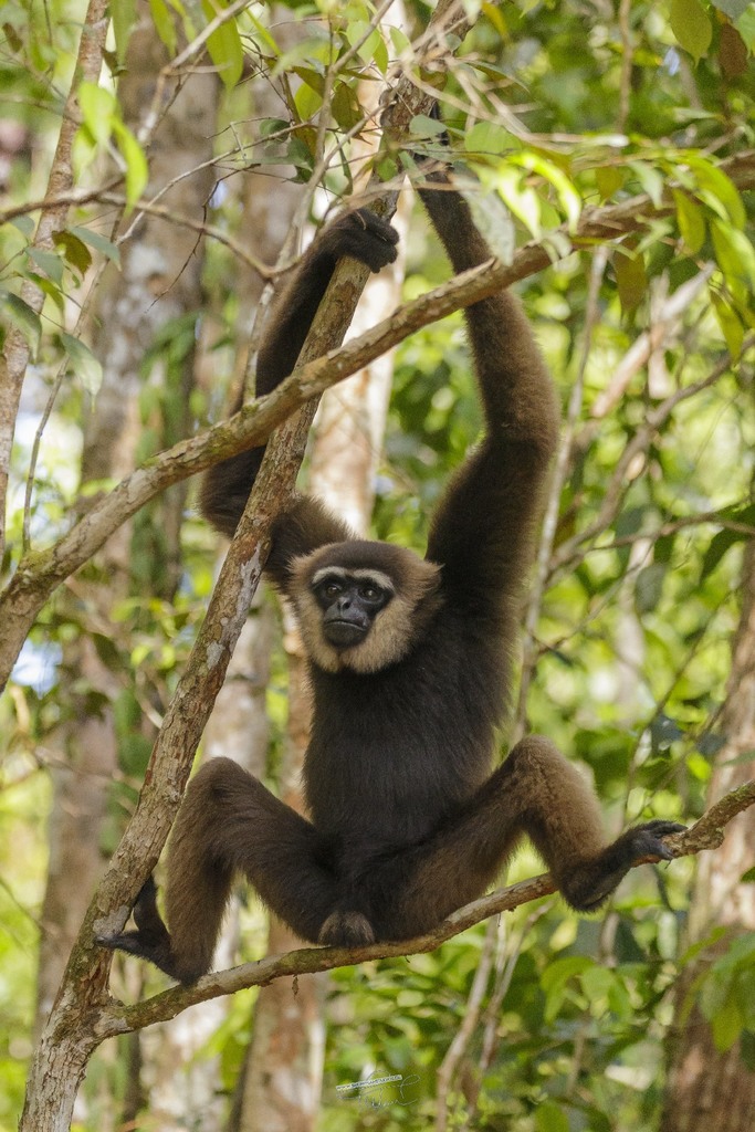 Hylobates albibarbis