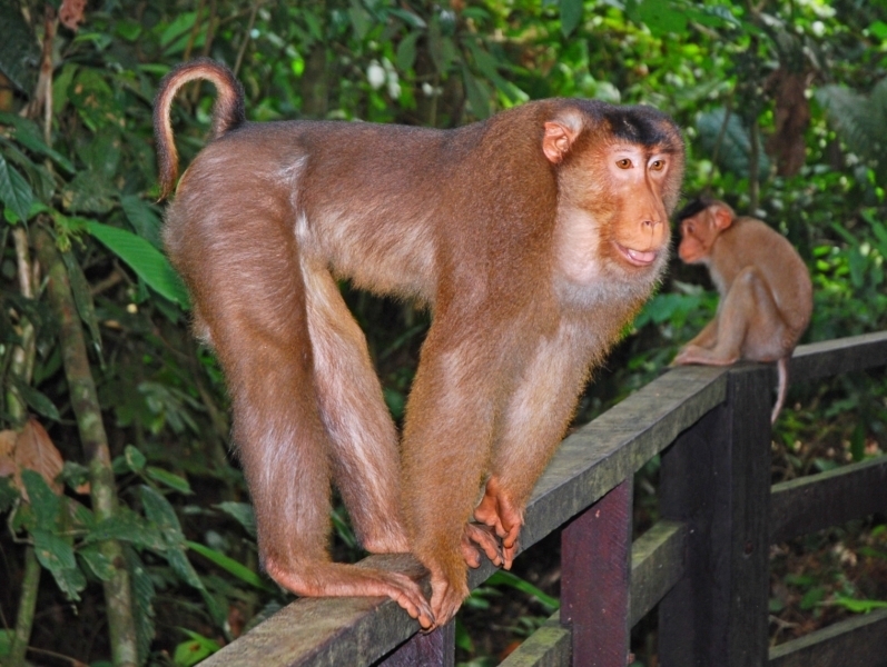 Macaca nemestrina