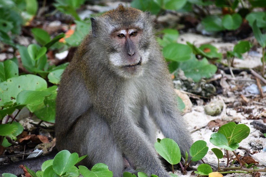 Macaca fascicularis