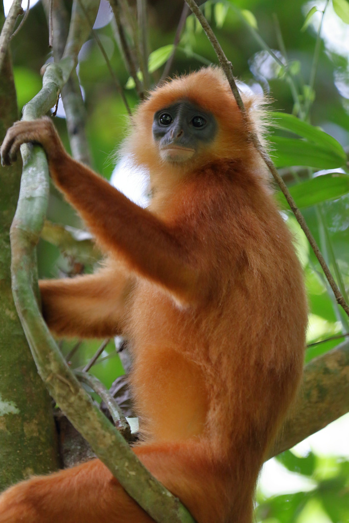 Presbytis rubicunda