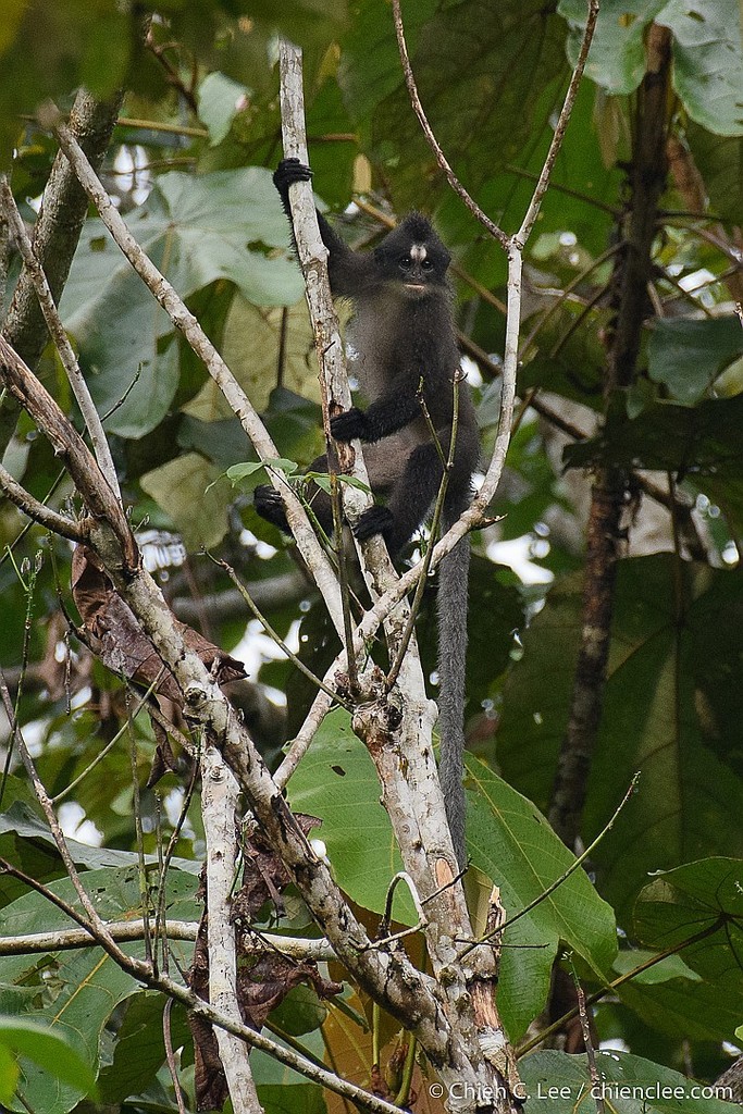 Presbytis frontata