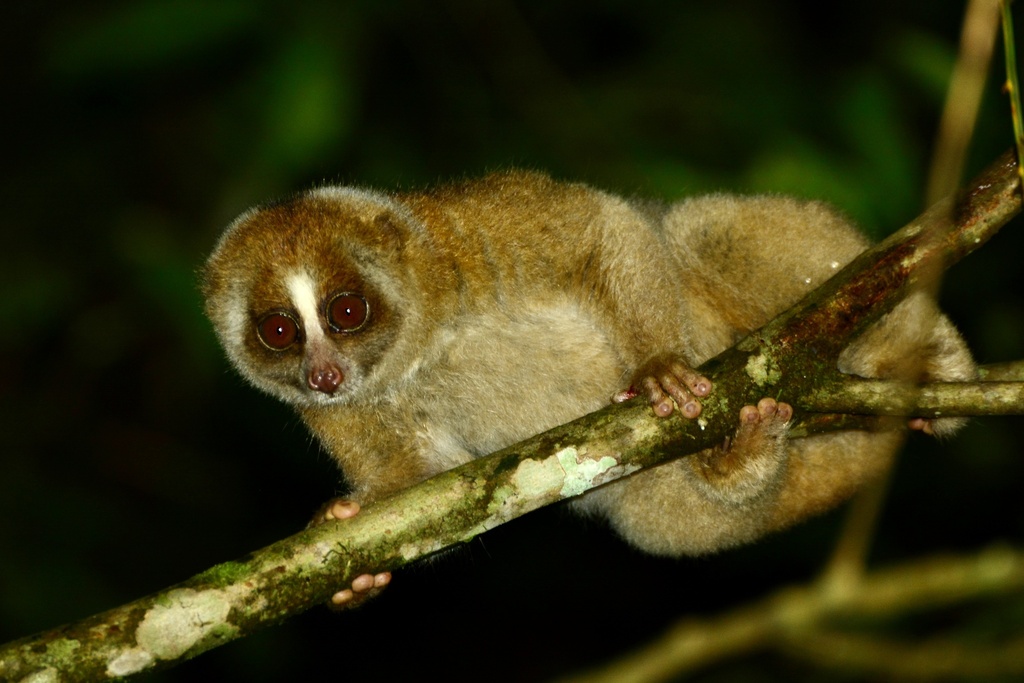 Nycticebus menagensis
