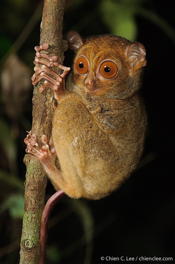 Cephalopachus bancanus
