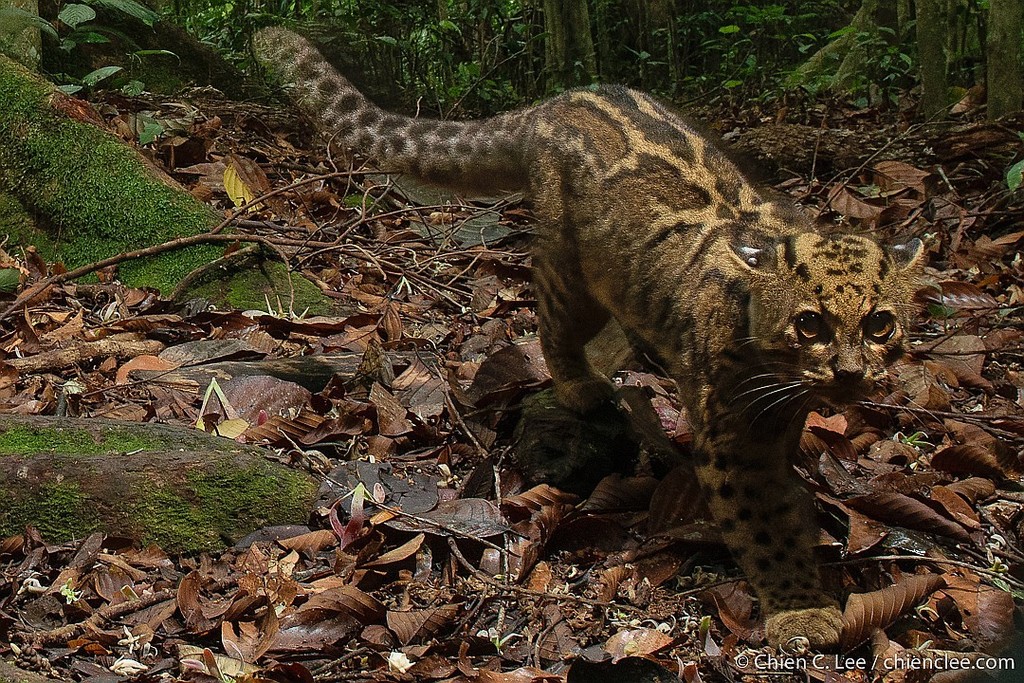Pardofelis marmorata