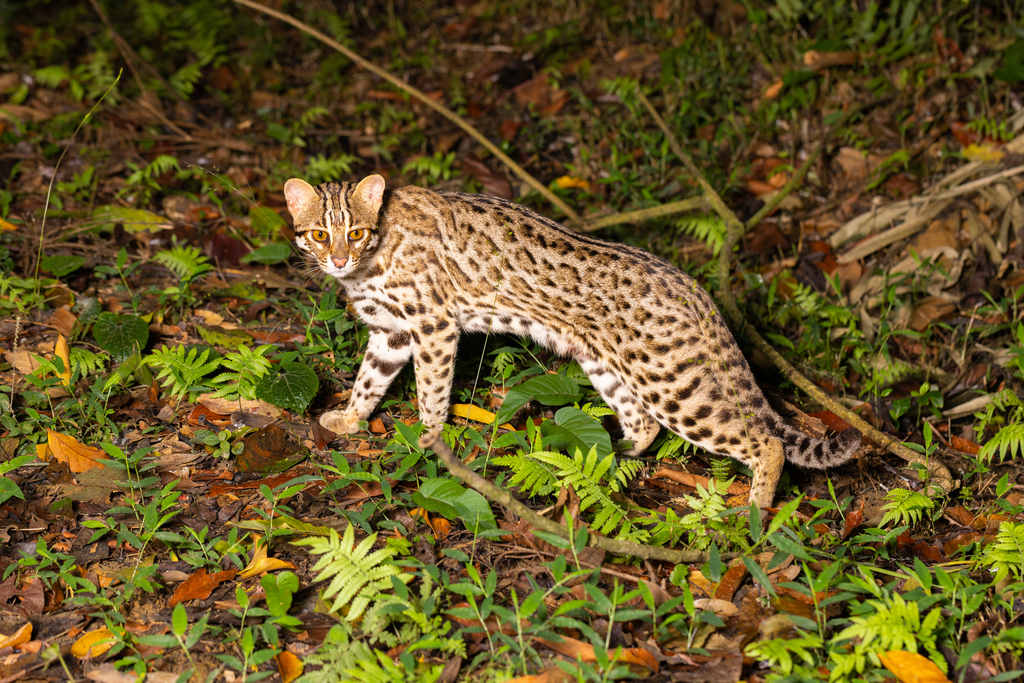 Prionailurus bengalensis