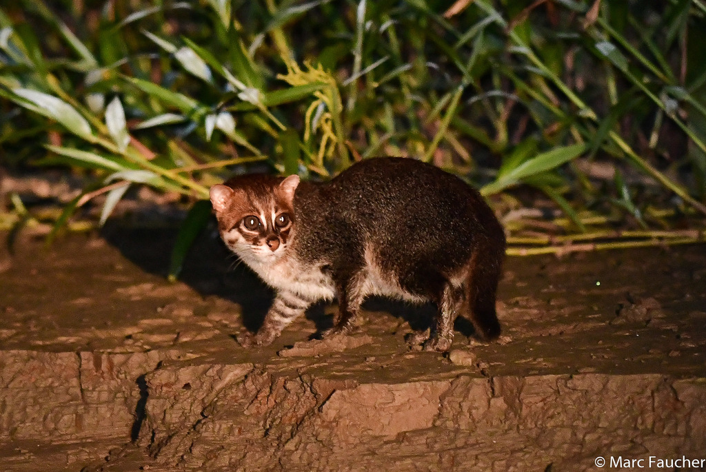 Prionailurus planiceps
