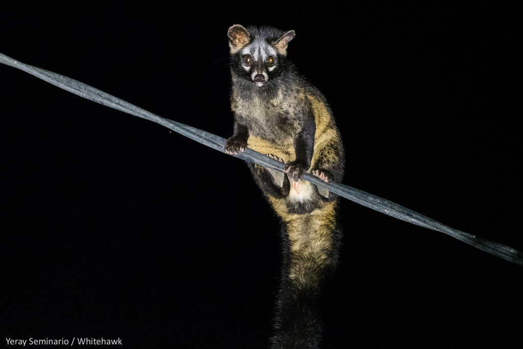 Paradoxurus hermaphroditus