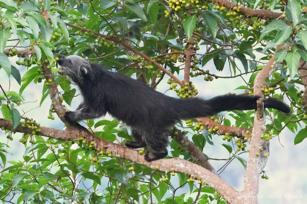 Arctictis binturong
