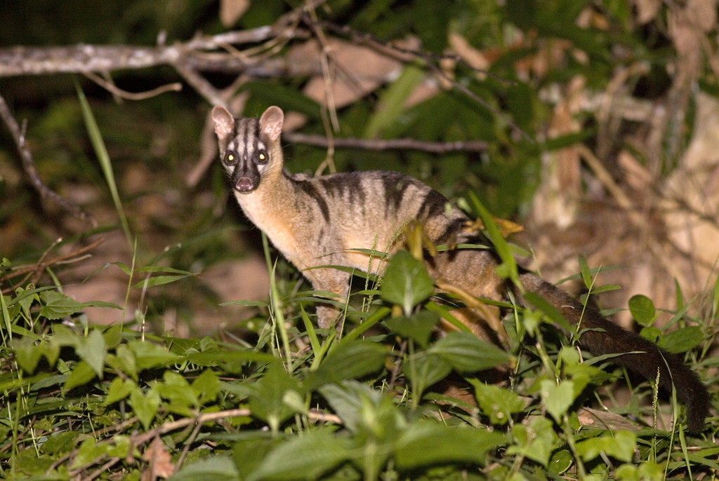 Hemigalus derbyanus