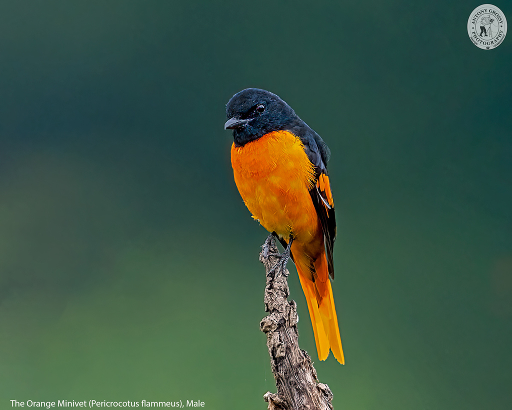 Pericrocotus flammeus