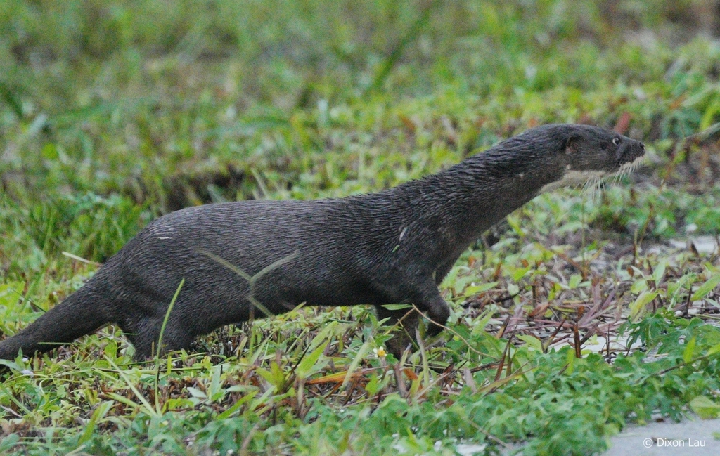 Lutra sumatrana
