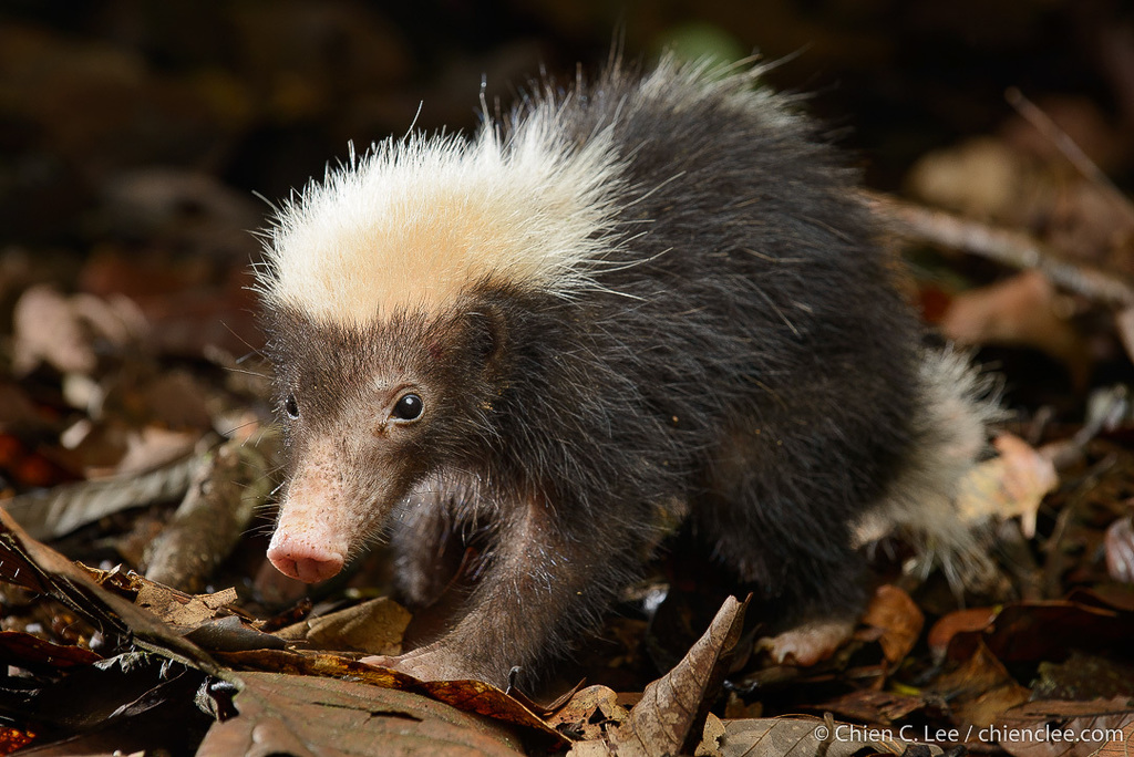 Mydaus javanensis