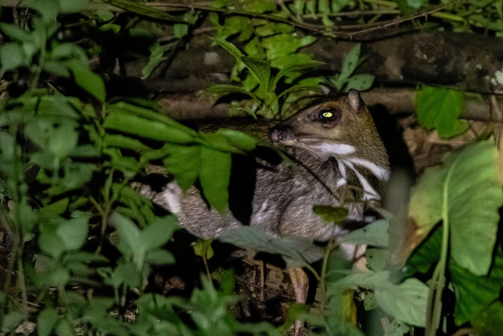 Tragulus napu