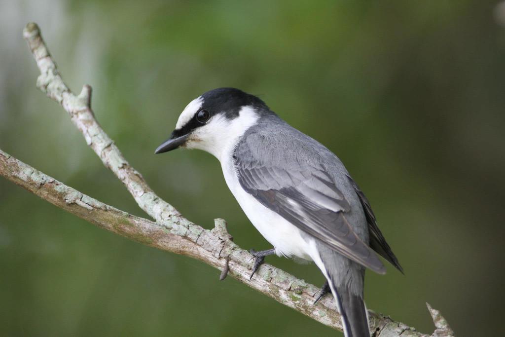 Pericrocotus divaricatus