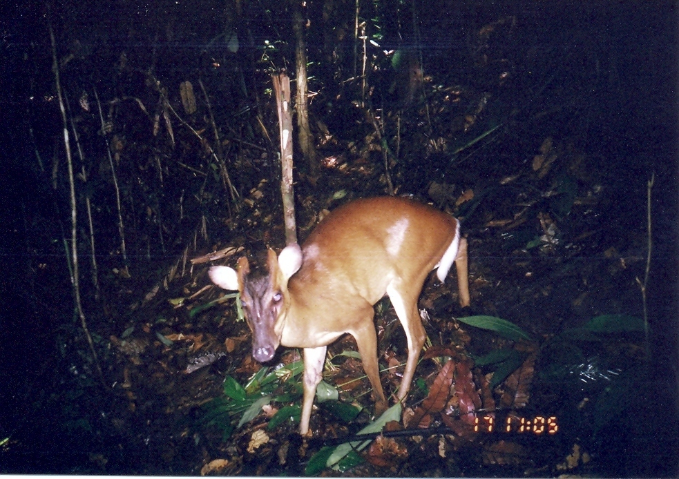 Muntiacus atherodes