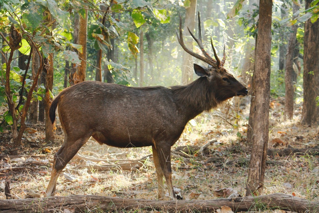 Rusa unicolor