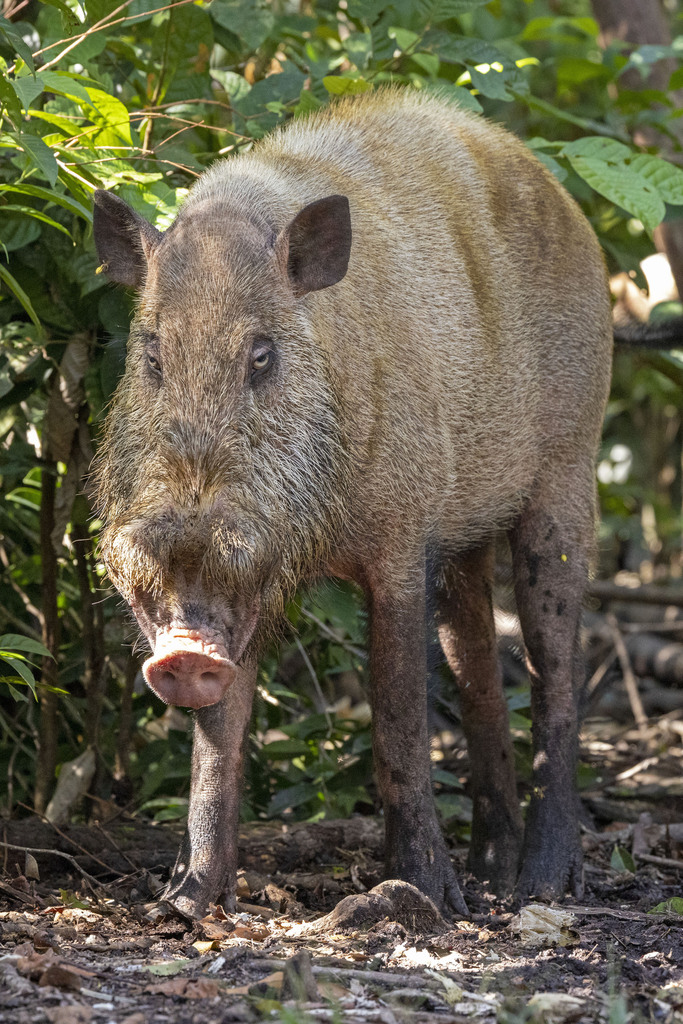 Sus barbatus