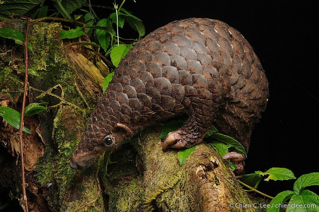 Manis javanica