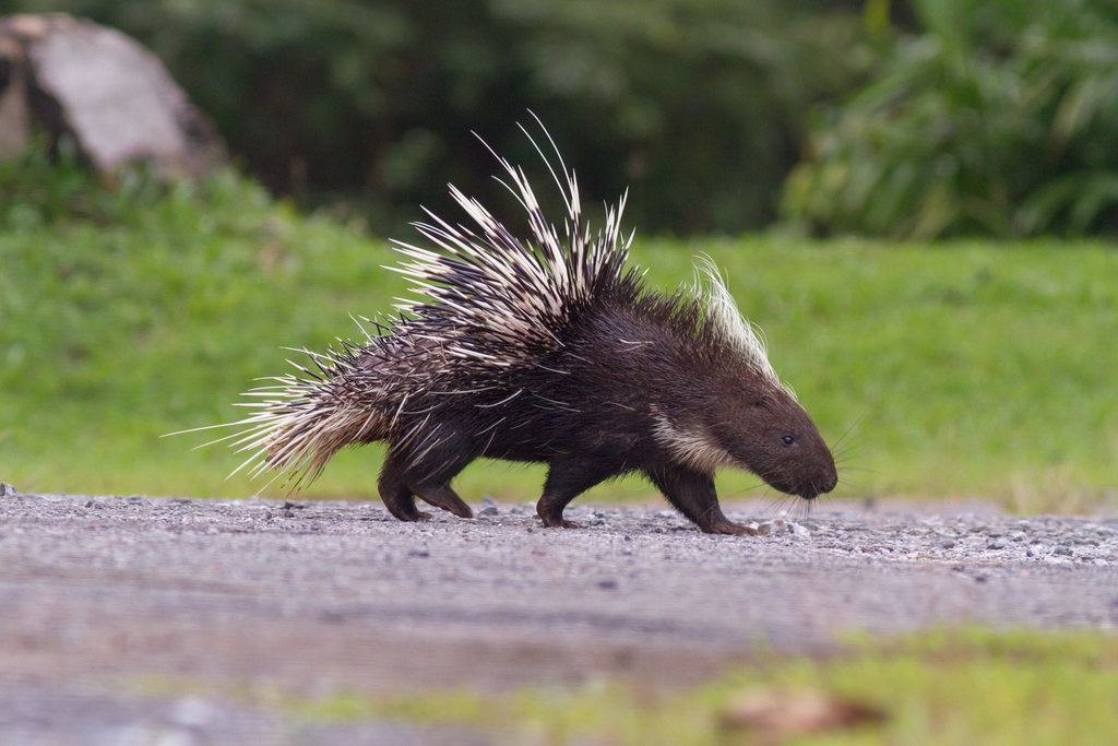 Hystrix brachyura