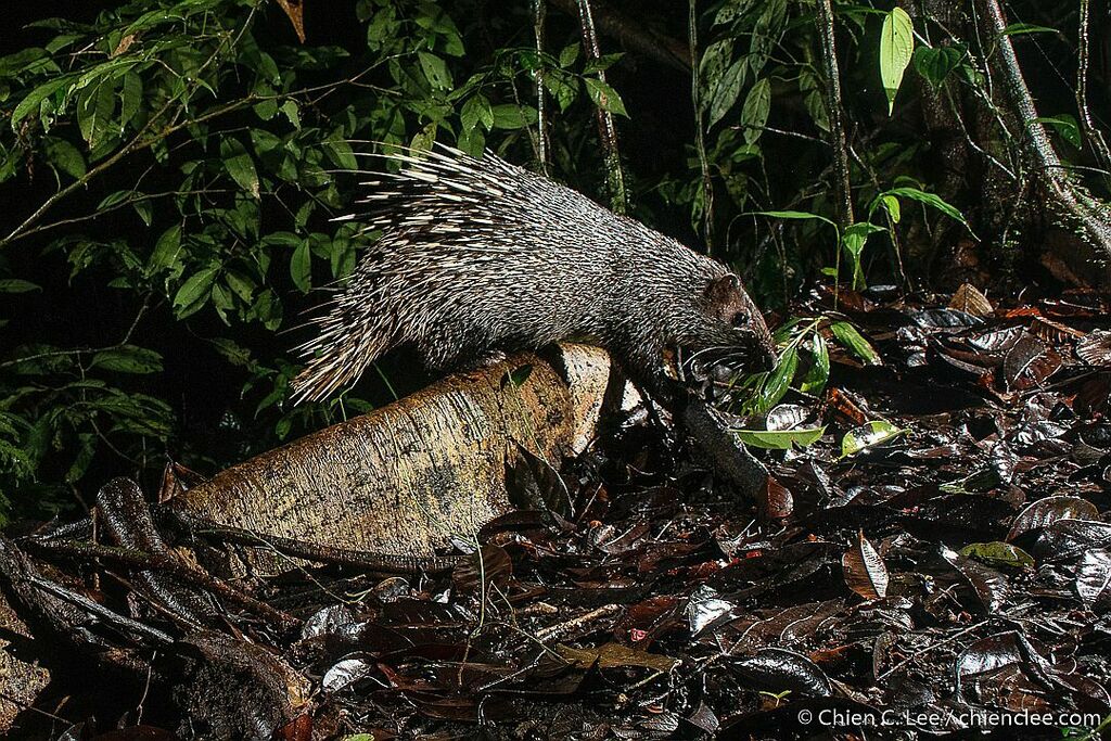 Hystrix crassispinis