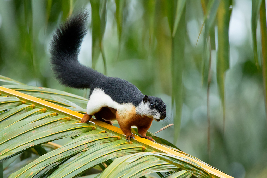 Callosciurus prevostii