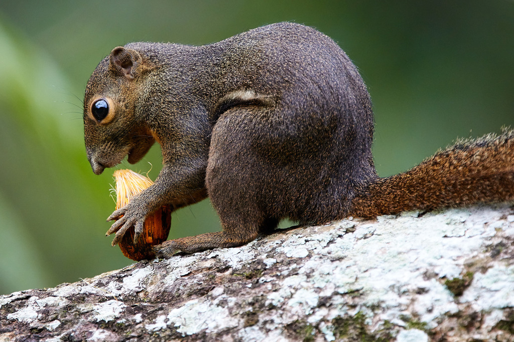 Callosciurus notatus