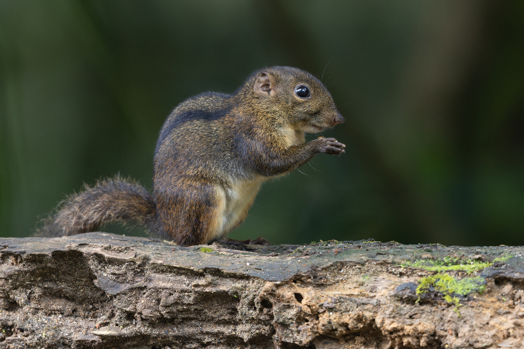 Lariscus insignis