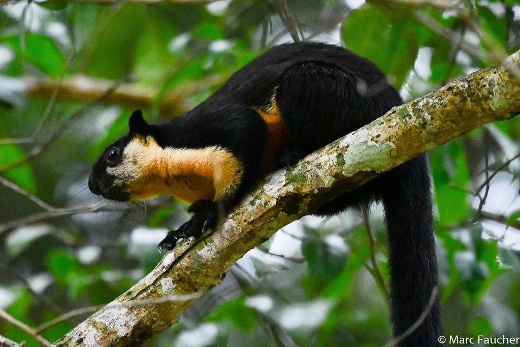 Ratufa bicolor