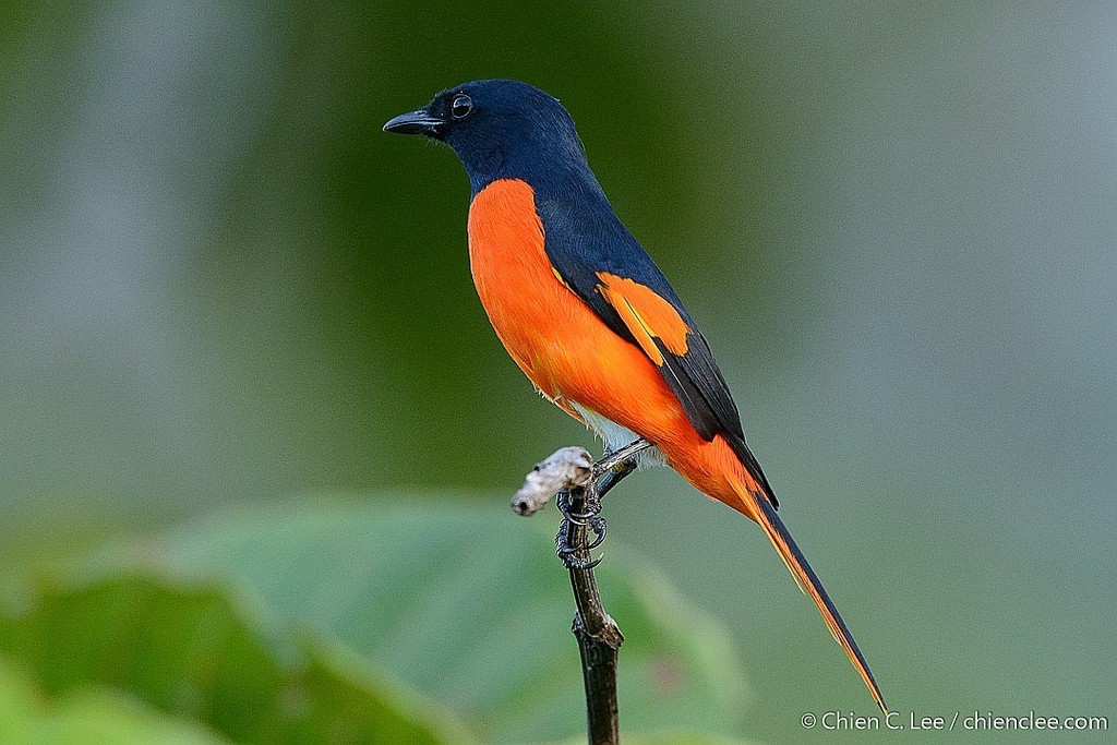 Pericrocotus igneus