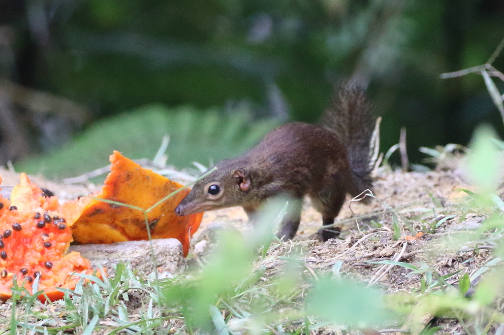 Tupaia glis