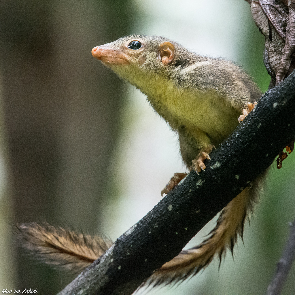 Tupaia minor