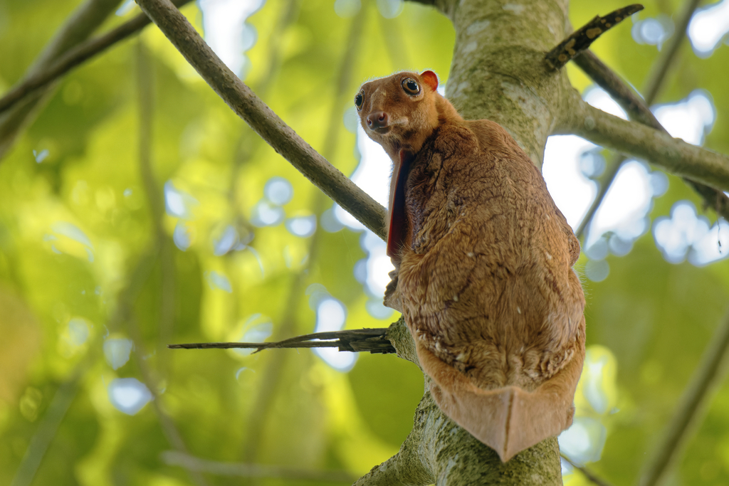 Galeopterus variegatus