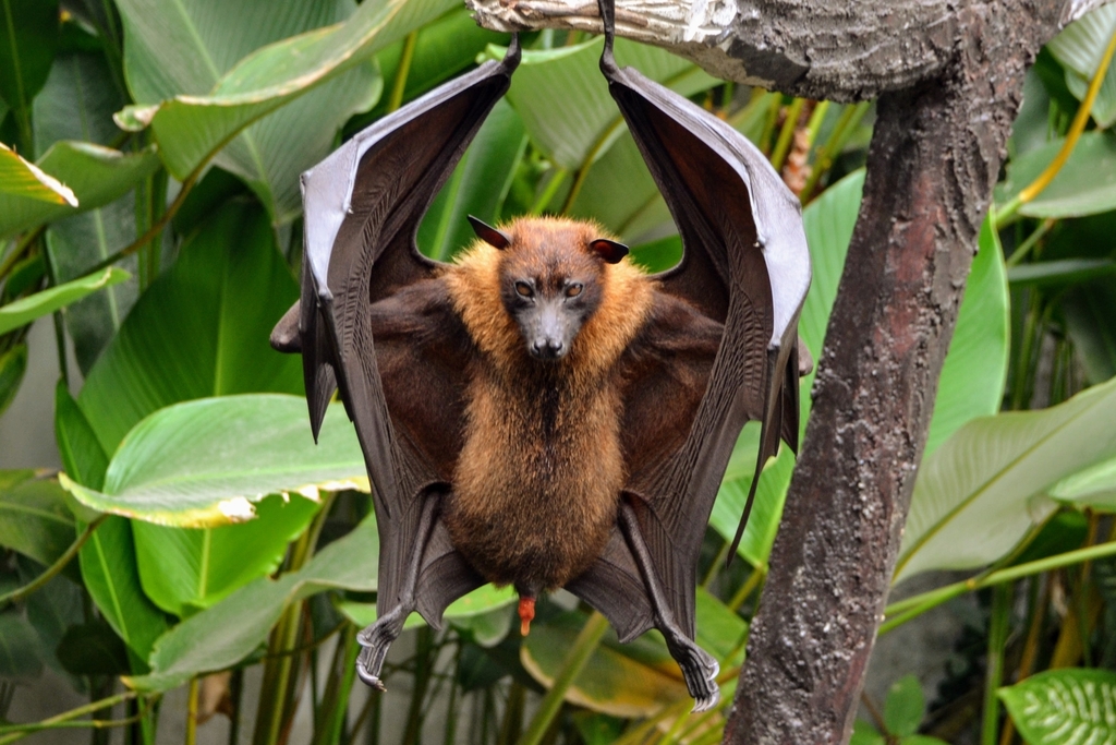 Pteropus vampyrus