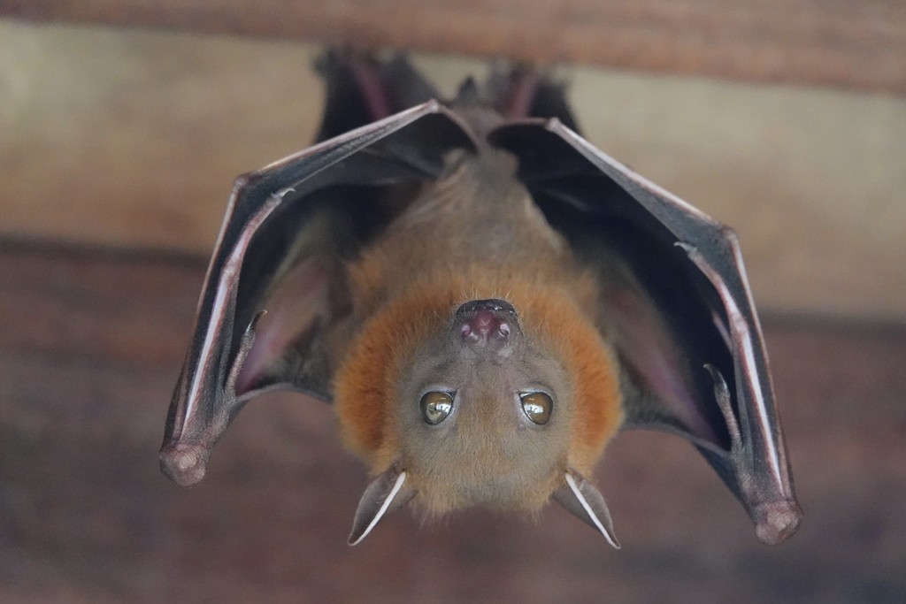 Cynopterus brachyotis